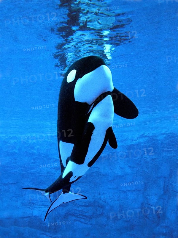 Killer Whale (orcinus orca), Female with Calf