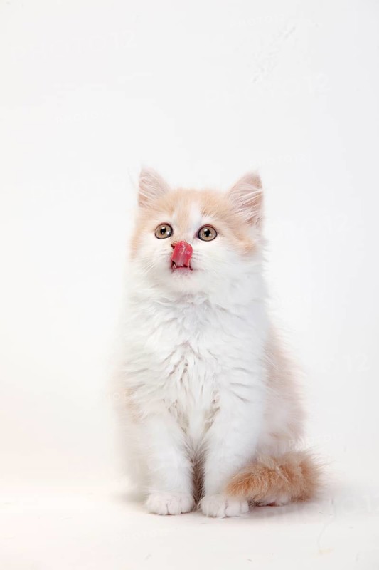 British longhair cat, cream white, kitten, 10 weeks, Highlander, Lowlander, Britanica, BLH