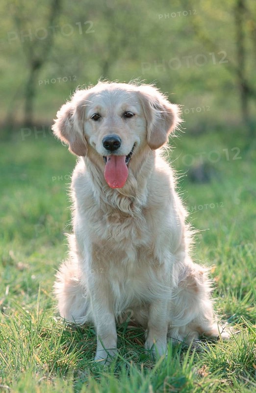 Golden Retriever (mammals) (animals) (domestic dog) (pet) (outside) (outdoor) (frontal) (head-on) (from front) (back light) (meadow) (panting) (smiling) (sitting) (adult)