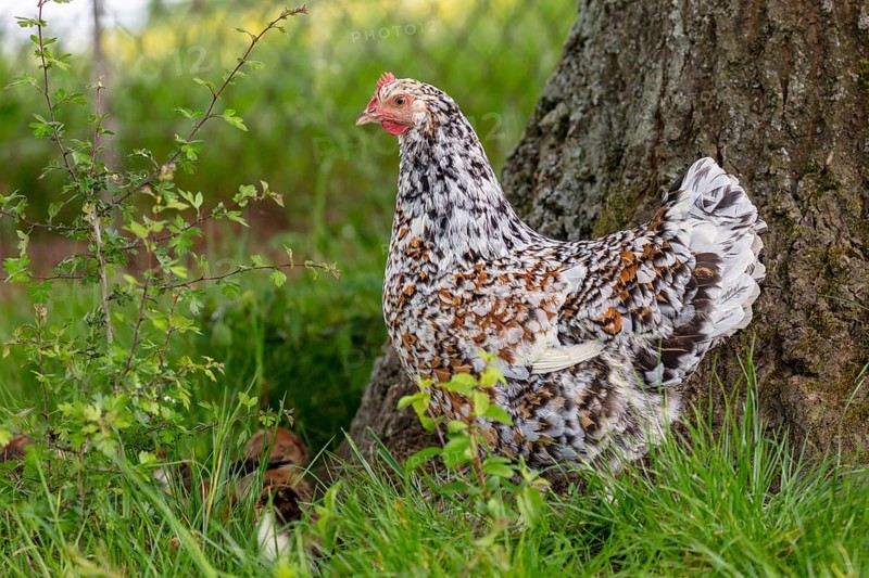 Domestic fowl (Gallus gallus domesticus), Swedish flower hen, hen in a meadow, Mecklenburg-Western Pomerania, Germany, Europe