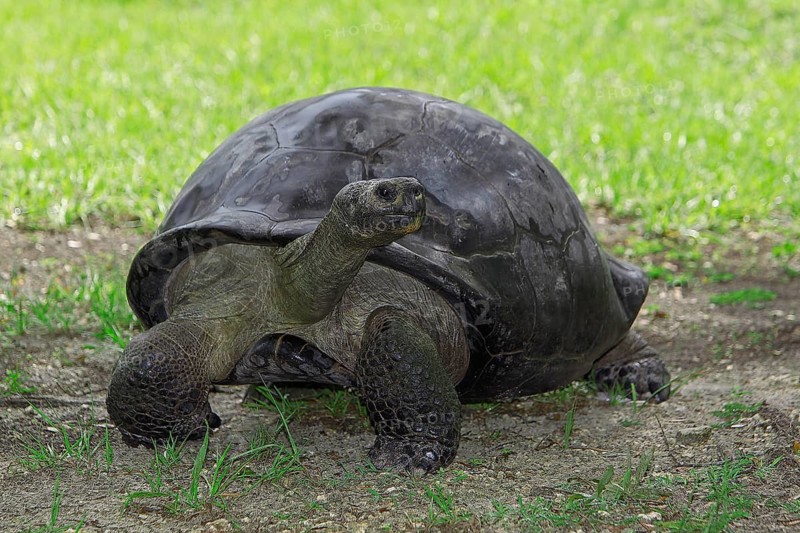 Giant Galapagos Tortoise (geochelone nigra), Adult