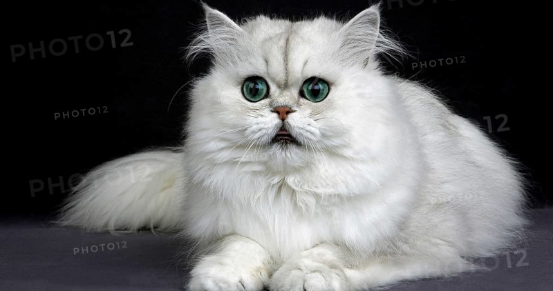 Chinchilla Persian Domestic Cat, Portrait of Adult with Green Eyes