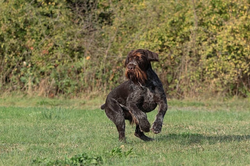 German Wirehair, hunting dog, pointing dog in a meadow, alert, Mecklenburg-Western Pomerania, Germany, Europe
