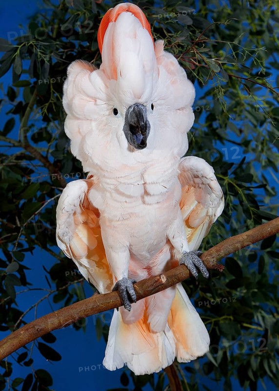 SALMON-CRESTED COCKATOO (cacatua moluccensis) OR MOLUCCAN COCKATOO, ADULT IN DEFENSIVE POSTURE