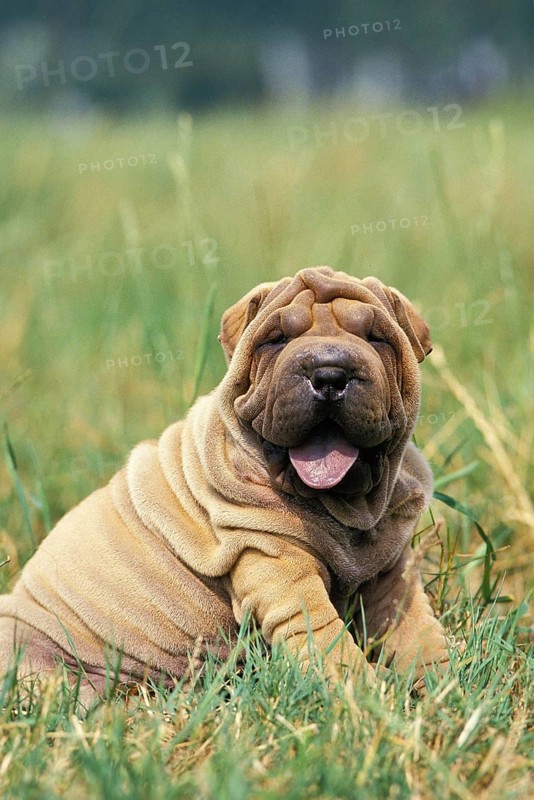Shar Pei Dog, Pup sitting on Grass