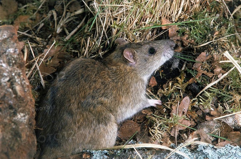 BROWN RAT (rattus norvegicus), ADULT