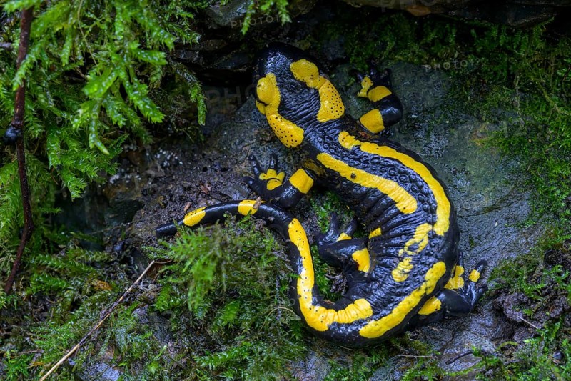 Fire salamander (Salamandra salamandra), Hesse, Germany, Europe