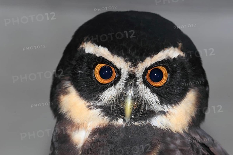Spectacled earless owl (Strix) perspicillata