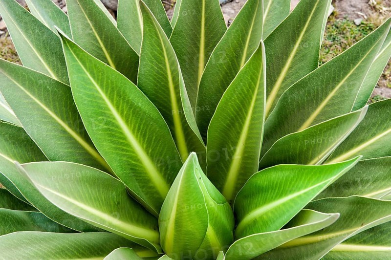 Giant lobelia (Lobelia rhynchopetalum), Simien Mountains National Park, Amhara Region, Ethiopia, Africa