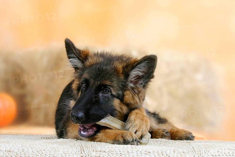 German shepherd dog, 5 months, with chewing bone, chew toy