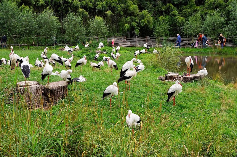 White Storks (Ciconia ciconia), nature zoo, Rheine, Lower Saxony, Germany, Europe