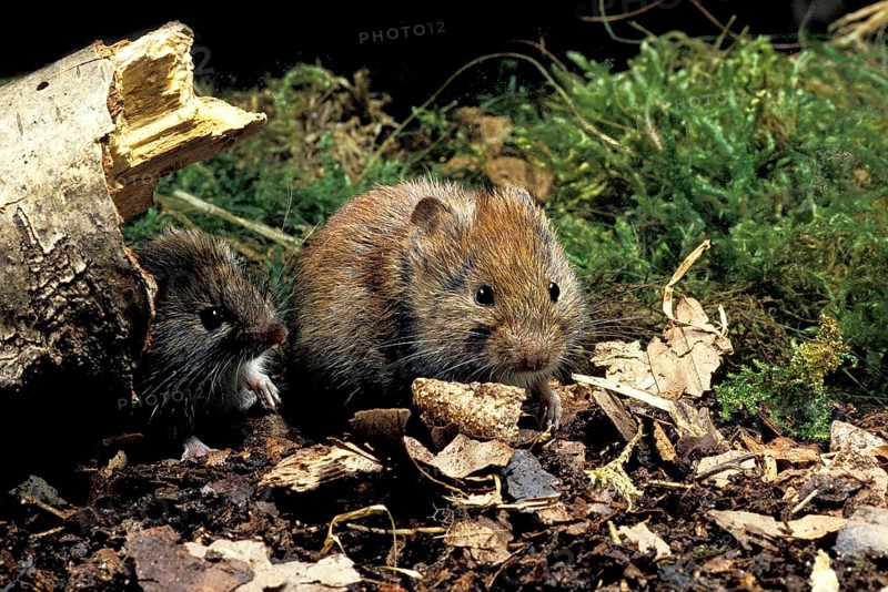 Bank Vole (clethrionomys glareolus), Normandy