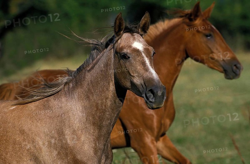 Arabian Horse, Horses standing in Meadow
