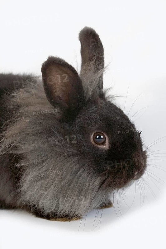 Black Dwarf Rabbit against White Background