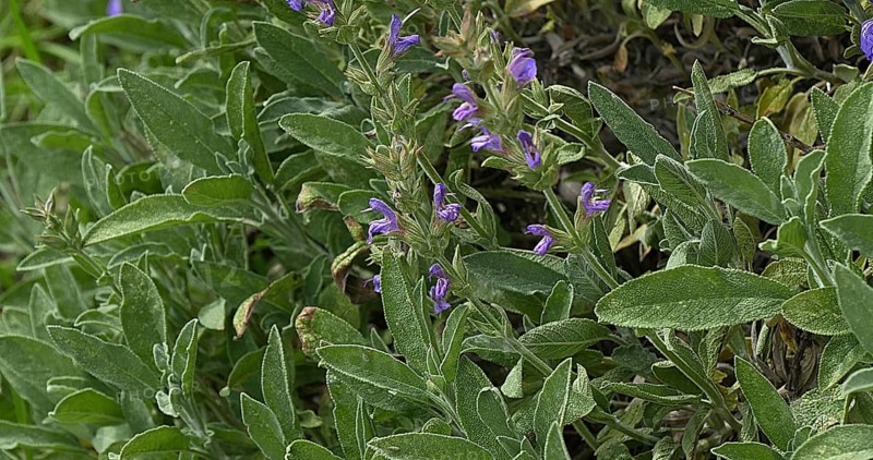 Kitchen sage (salvia officinalis)