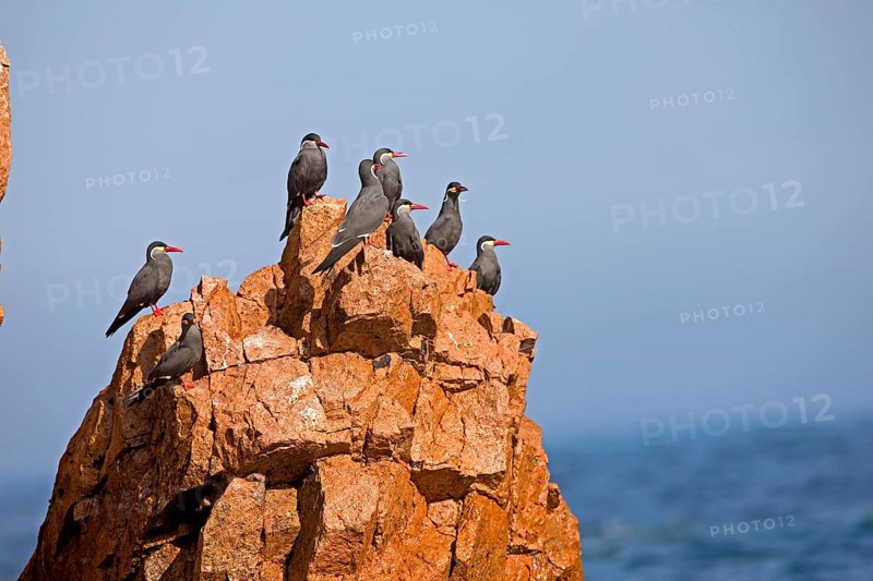 Inca tern (larosterna inca), group on rocks, Ballestas Islands in Paracas National Park, Peru, South America