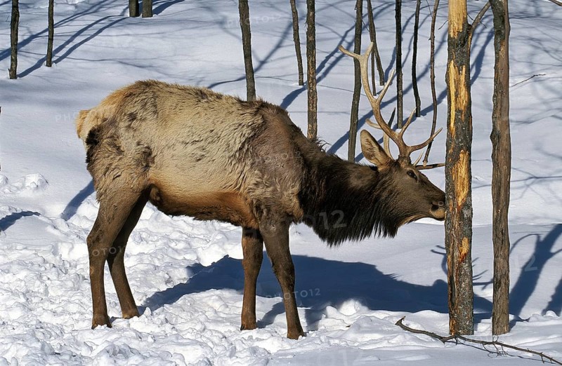 ROCKY MOUNTAIN ELK OR ROCKY MOUNTAIN american elk (cervus canadensis) nelsoni, MALE FOOD FROM BARK TREE, YELLOWSTONE PARK IN WYOMING