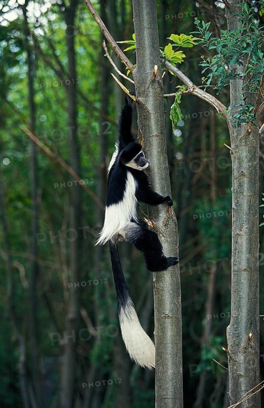 BLACK (colobus guereza) AND WHITE COLOMBUS MONKEY, adult KLIMMERBAUM