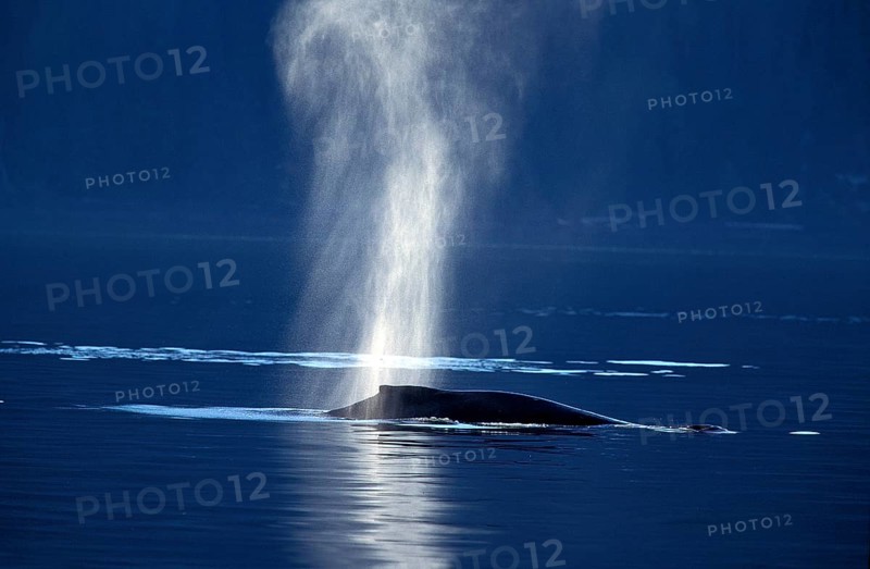 Humpback whale (megaptera novaeangliae), adult spouting at the sea surface, Alaska