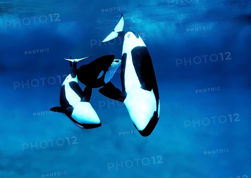 Killer Whale (orcinus orca), Group of Adults