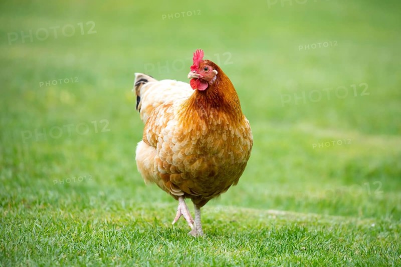 A brown shaver hen happily searches for food in a grassy paddock in New Zealand
