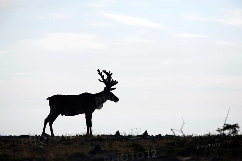 Caribou (Rangifer tarandus caribou), lateral, Mount Jacques Cartier, Gaspesie National Park, Quebec, Canada, North America