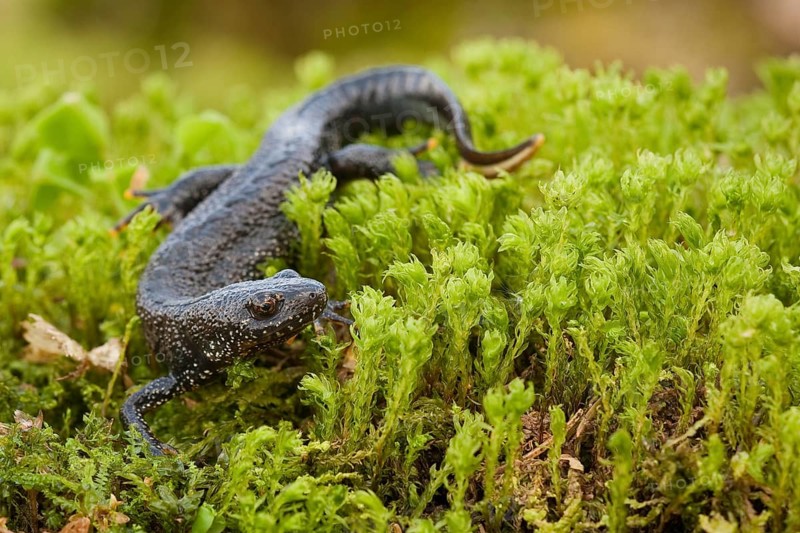 Northern crested newt (Triturus cristatus), Rhineland-Palatinate, Germany, Europe