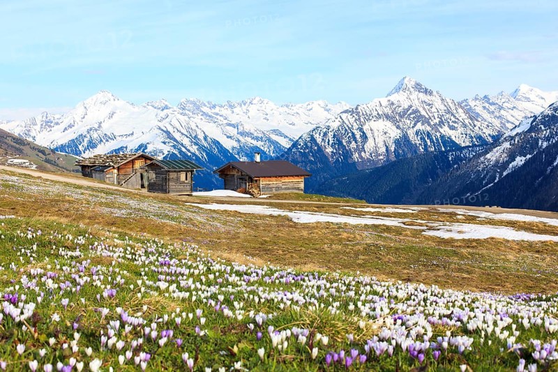 Old barns in a meadow of crocuses, the Zillertal Alps at the back, Zillertal valley, Tyrol, Austria, Europe
