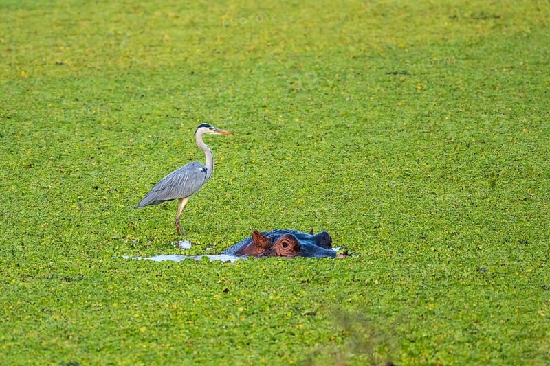 Grey heron (Ardea cinerea), hippo (Hippopotamus amphibius), water cabbage (Pistia stratiotes), South Luangwa, Zambia, Africa