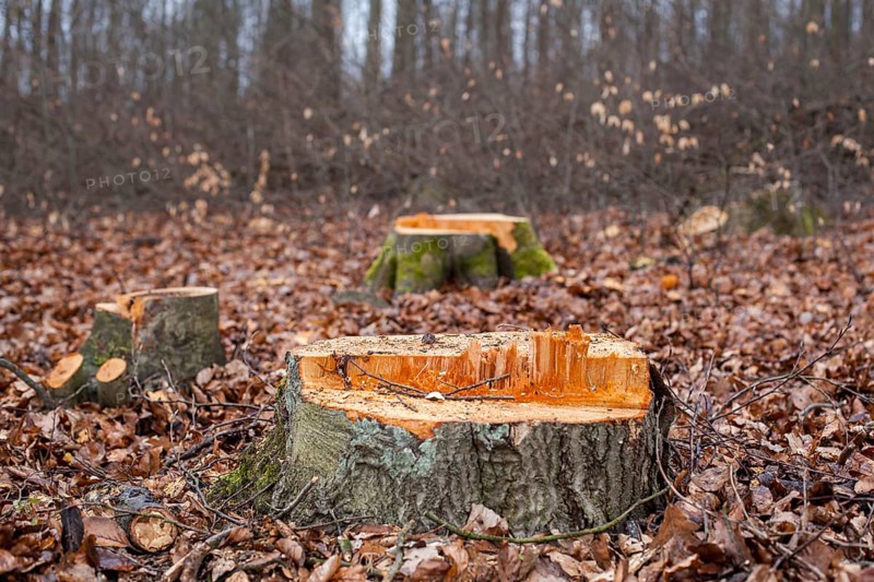 Felled beech trees in the forest