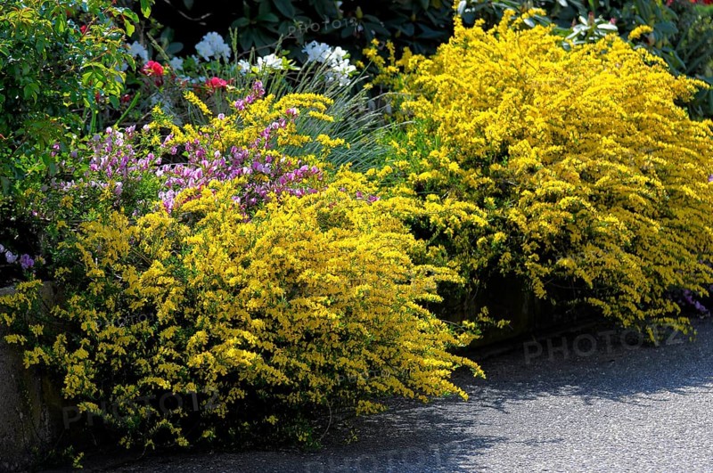 Broom flowering in the garden, common broom (Cytisus scoparius), broom shrub, gilia, maidenbush, maiden war, deer willow