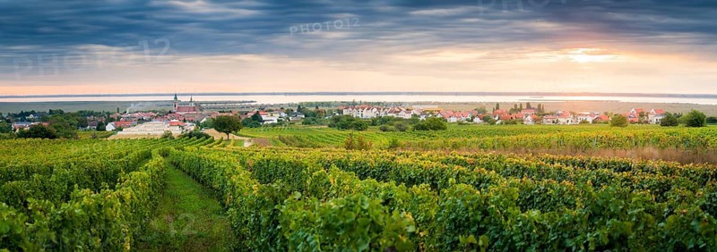 Vineyards near village of Rust on the lake in Burgenland