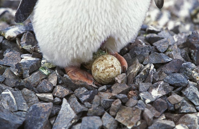 Adelie penguin (pygoscelis adeliae), adult with egg, Paulet Island in Antarctica