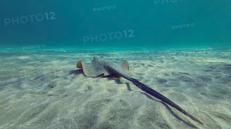 Back view of Stingray floating over seabed on sunny day.Blue spotted Stingray or Bluespotted Ribbontail Ray (Taeniura lymma) swim above sandy bottom in sunrays, Red sea, Egypt, Africa