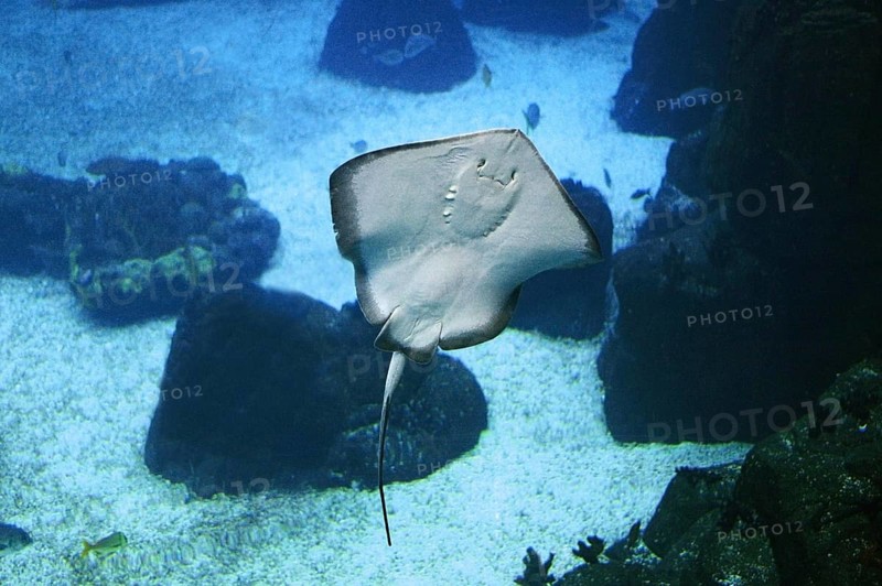 RAY, UNDERSIDE VIEW