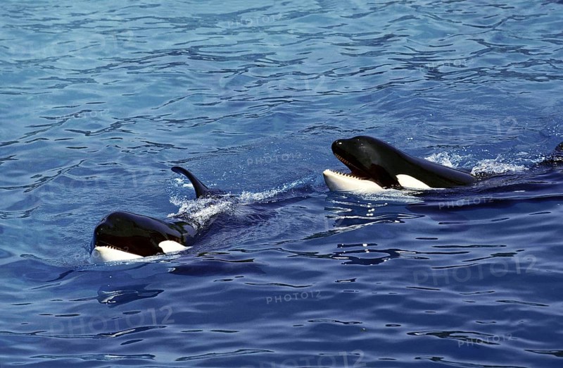 Killer Whale (orcinus orca), Head of Adults at Surface