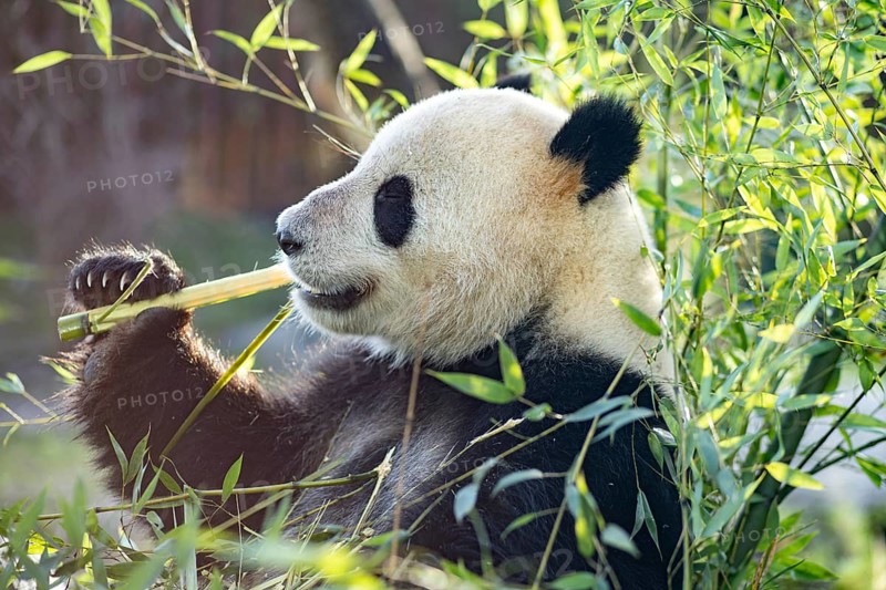 Copenhagen, Denmark, January 04, 2020: A panda eating bambus in the outdoor area in Copenhagen Zoo, Europe