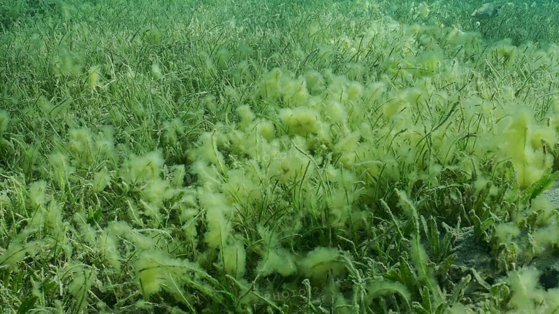 Seabed covered with green seagrass. Seagrass meadow with blooming green Round Leaf Sea Grass or Noodle seagrass (Syringodium isoetifolium) in evening, Red sea, Safaga, Egypt, Africa