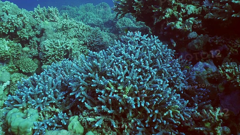 Amazing blue corals on beautiful reef in coral garden, Red sea, Egypt, Africa
