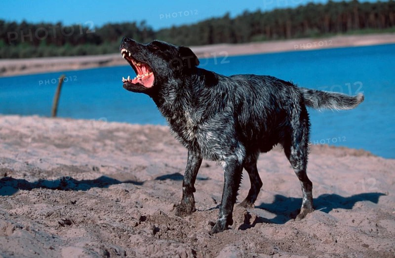 Mixed breed dog barking, barking, outside, outdoor