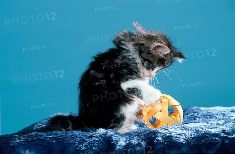 Norwegian Forest Cat, kitten, 7 weeks, black-tabby-classic- white, with toy