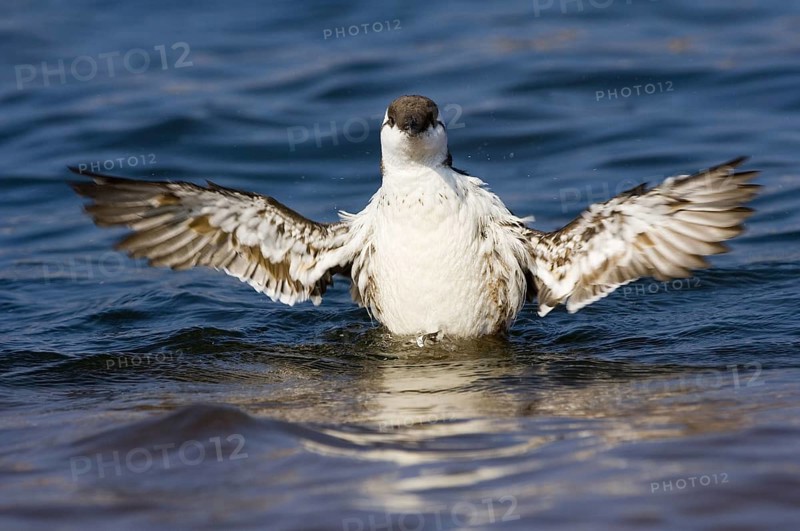 Common Guillemot (Uria aalge), flapping its wings