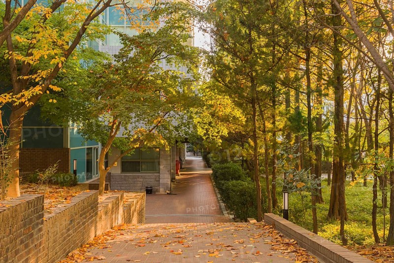 Brick walkway through park like setting with deciduous trees bathed in sunlight and a large building in background, South Korea, South Korea, Asia