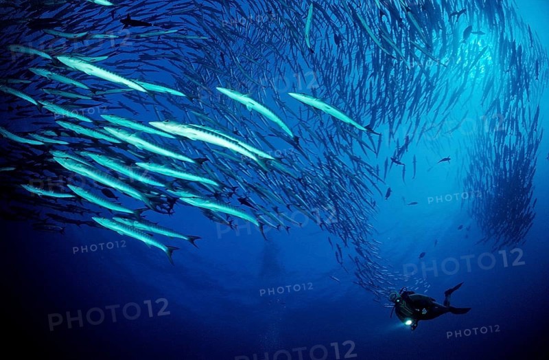 Darkfin Barracudas, Sphyraena qenie, Sudan, Africa, Red Sea, Africa
