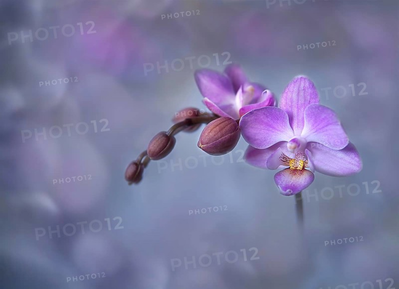 Orchid stem, Phalaenopsis, close-up, pink with bokeh, Rhineland-Palatinate, Germany, Europe