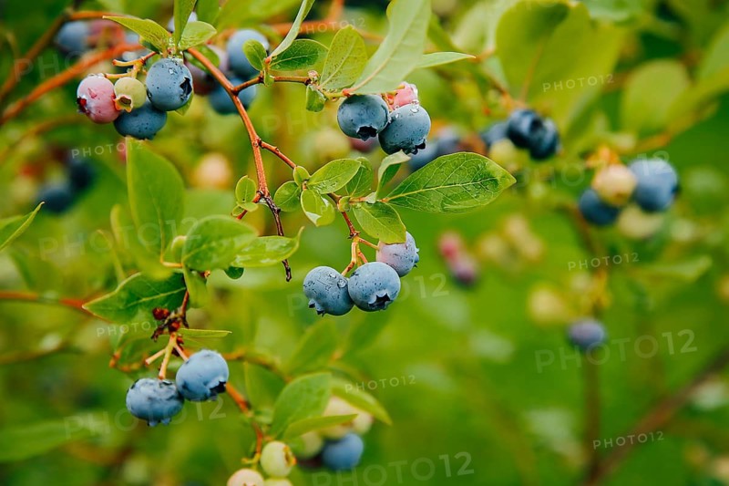 Close-up of ripe blueberries hanging on branches with green leaves in an outdoor garden setting