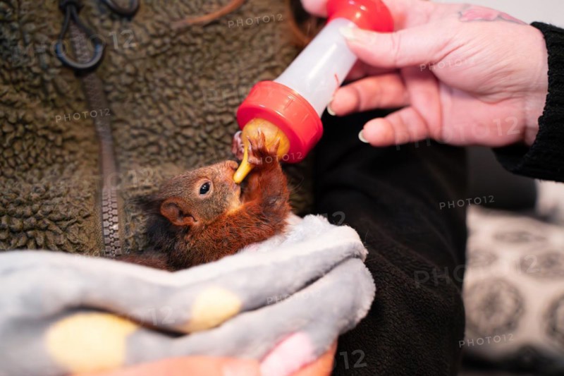 Eurasian red squirrel (Sciurus vulgaris), practical animal welfare, young animal gets milk from a bottle in a wildlife rescue centre, North Rhine-Westphalia, Germany, Europe
