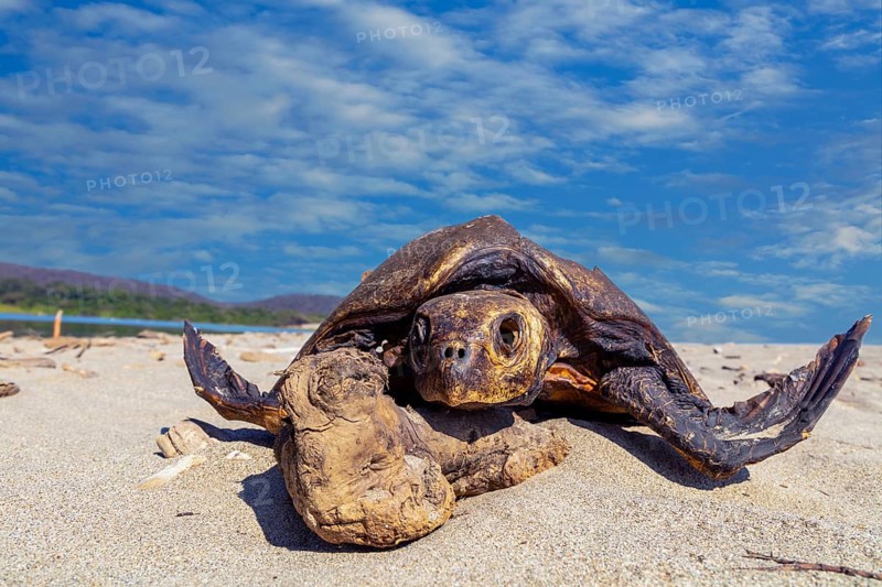 Dead sea turtle (Cheloniidae) in the sand on the beach of La Bocana, Baja de Hualtulco, South Pacific Coast, Oaxaca, Mexico, Central America