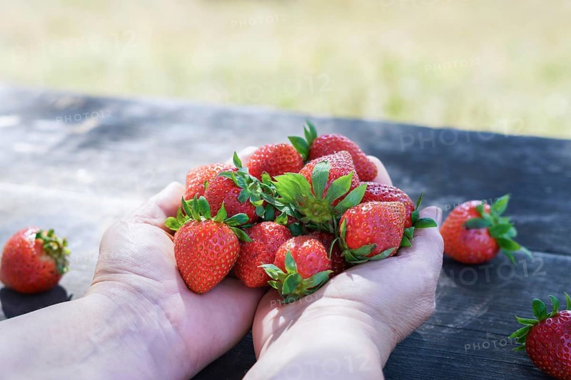 A woman holds sunlit fresh strawberries on a wooden table in a field in her hands