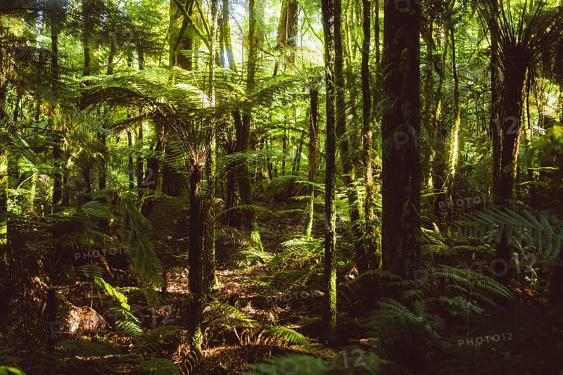 Walking trail in the Redwoods forest in Rotorua, New Zealand, Oceania